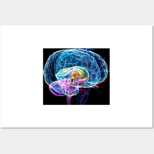 Brain anatomy, artwork (F003/0042) Posters and Art